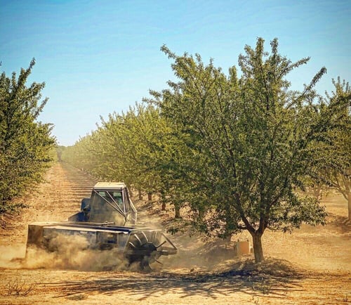A machine going down a row in an almond orchard, harvesting the nuts.
