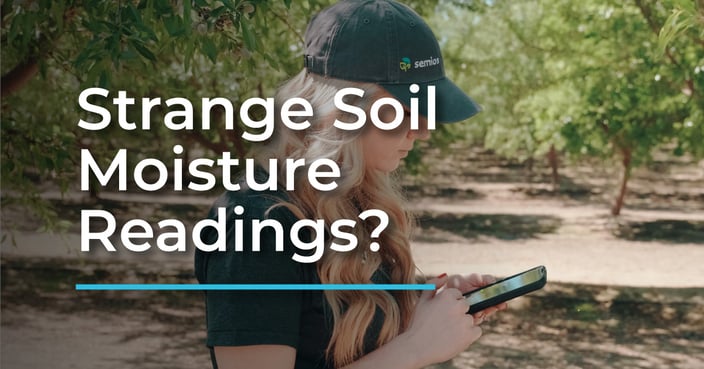Using Dendrometers & Soil Moisture Probes: What You Need to Know