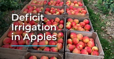 Deficit irrigation strategies in apples to control sizing
