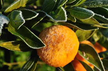 frost damage in citrus orchard