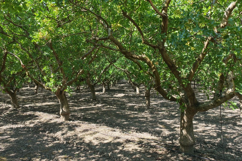 almond-orchard