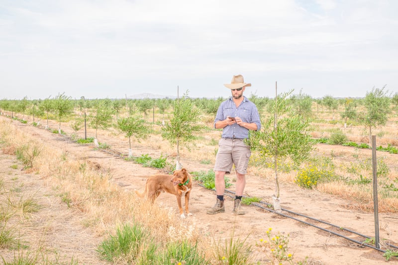 A man standing in an orchard with a dog