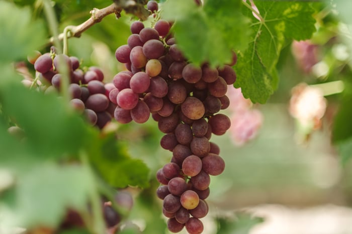 Grapes hanging from the vine