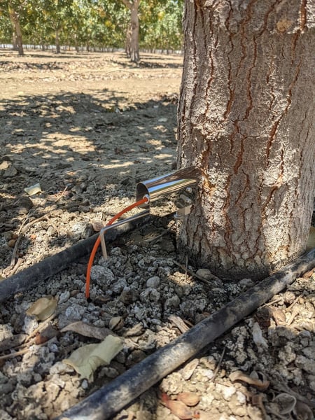 A trunk dendrometer is attached to the side of an almond tree trunk.