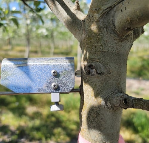 Trunk dendrometer installed in a tree