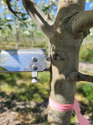 Dendrometer attached to the side of a tree.