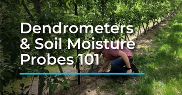Dendrometers & Soil Moisture Probes 101