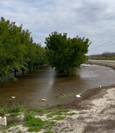 Flooded orchard