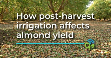 How post-harvest irrigation affects almond yield