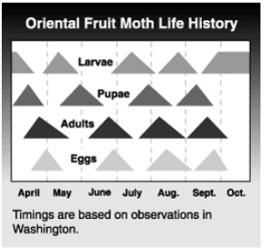 OFM Timing Washington