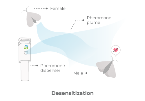 Mating disruption in the form of desensitization