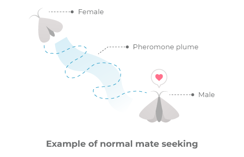 Understanding Pheromones And Mating Disruption 7666