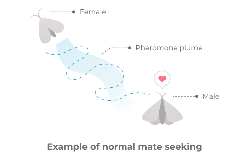 Esempio di normale ricerca del partner, in cui la nube di feromone prodotta dalla femmina conduce il maschio a lei.