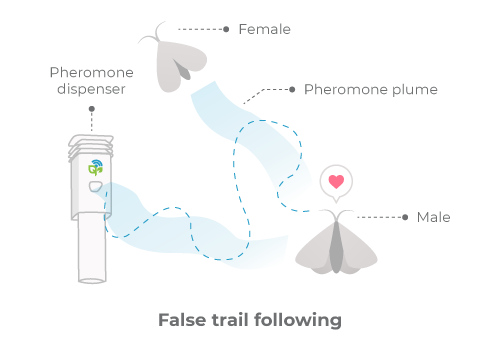 Mating disruption in the form of false trail following