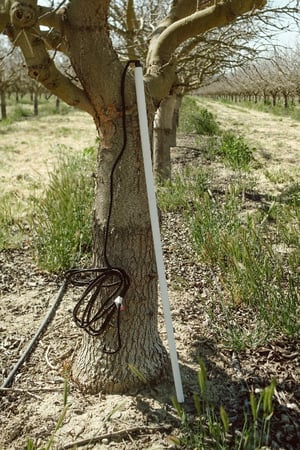 A soil moisture probe leaning against a tree