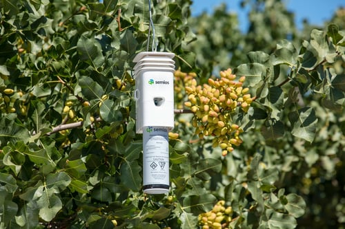 A white Semios pheromone aerosol dispenser hanging from a pistachio tree