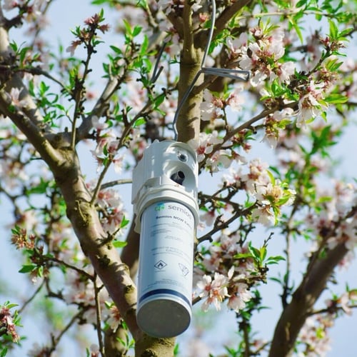 Semios NOW emitter in an almond orchard during bloom