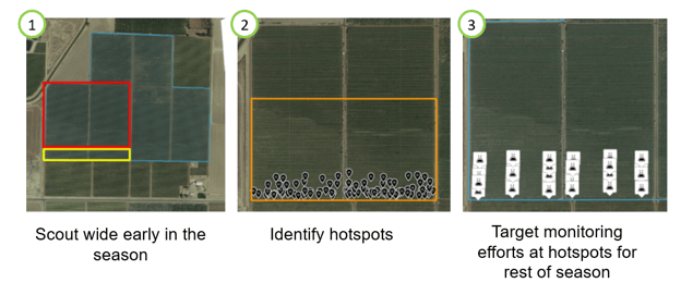 Series of images demonstrating the suggestions to (1) scout wide early in the season, (2) identify hotspots, (3) target monitoring efforts at hotspots for rest of season.