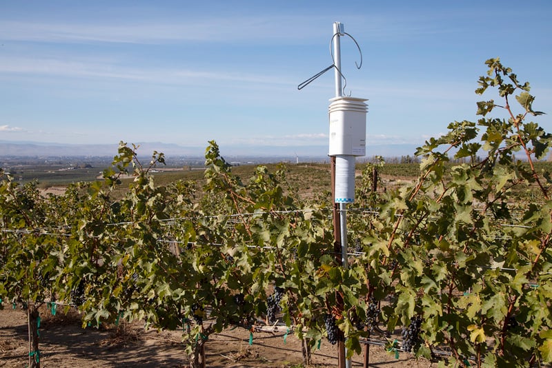 A Semios VMB pheromone dispenser hanging in a vineyard