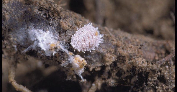 Vine mealybug close up on a trunk