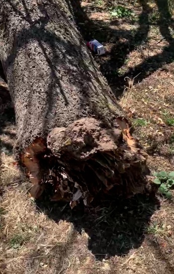 Tree that's blown over