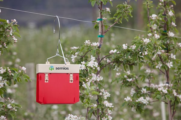 Codling moth camera trap