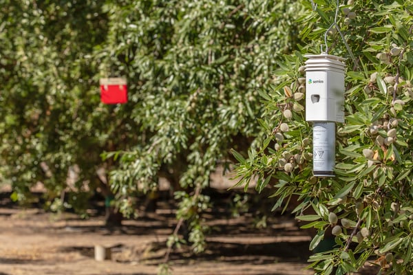 Semios pheromone dispenser in almond orchard