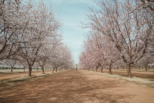 Almond bloom