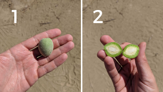 Almond kernel development