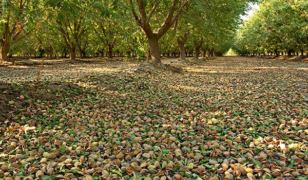 An almond orchard after the nuts have been shaken off the trees for harvest