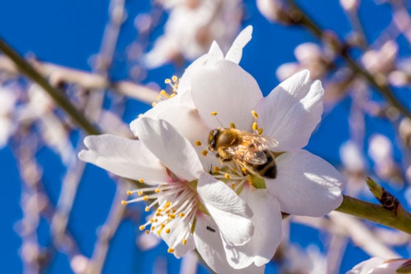 Une abeille pollinise une fleur d’amandier