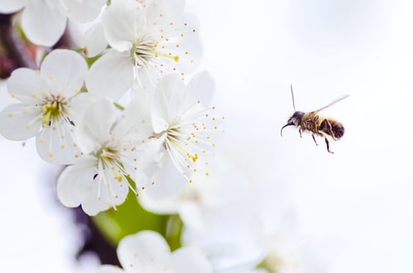 A bee pollinating in an orchard during bloom