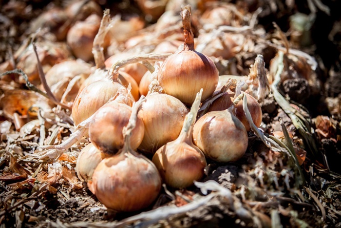 onion harvest