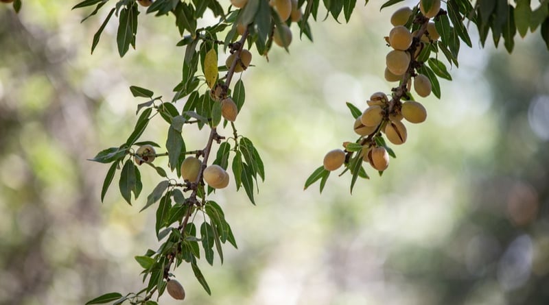 Almonds at hull split