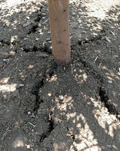 Cracking soil around an almond tree trunk