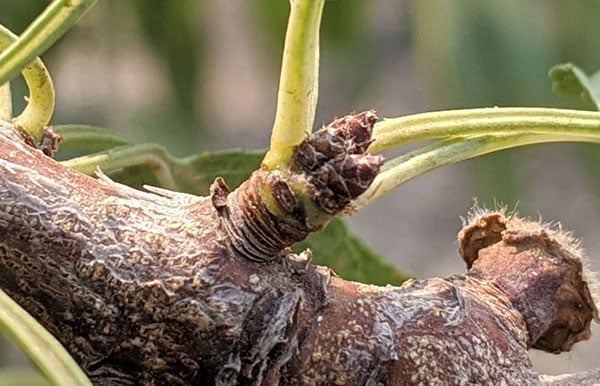 A zoomed in shot of dormant buds on an almond tree branch.