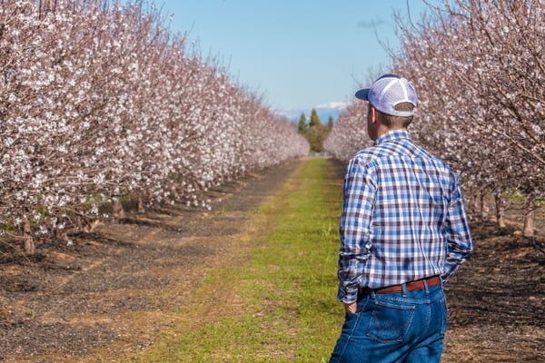 farmer in blooming almond orchard