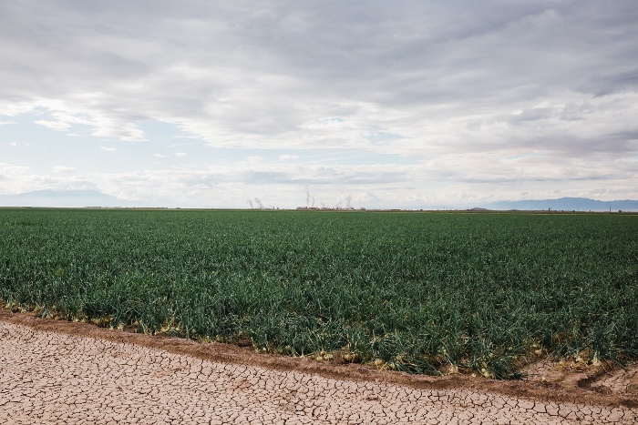 onion field 