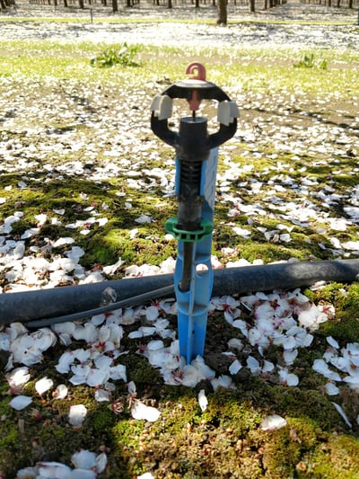 A micro sprinkler in a field with almond petals on the ground