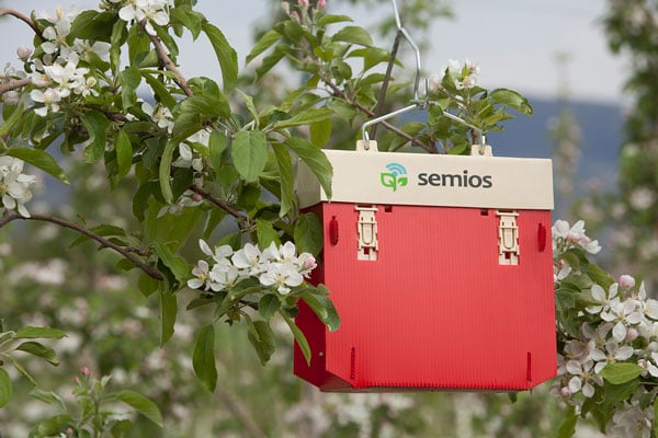 Trappola rossa Semios posta su melo durante la fioritura.
