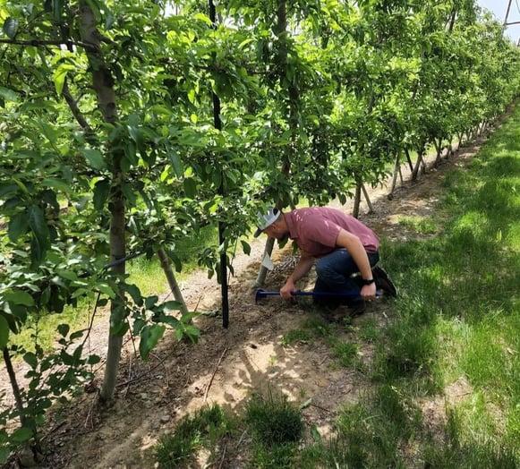A man checking the soil in an orchard