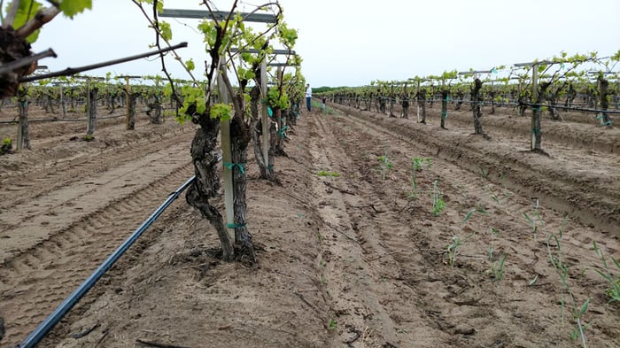 A vineyard with sandy soiils