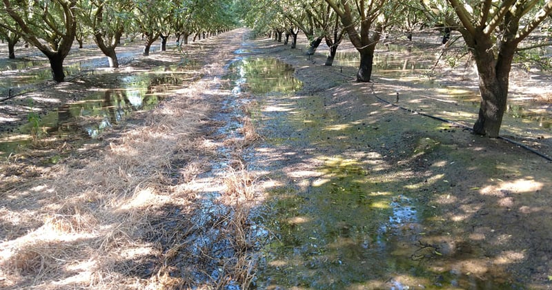 Pools of water in an almond orchard that received too much water at once