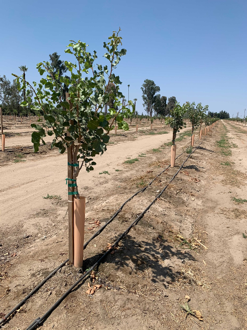 young pistachio trees-1