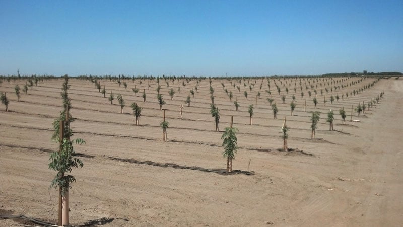 A young pistachio orchard