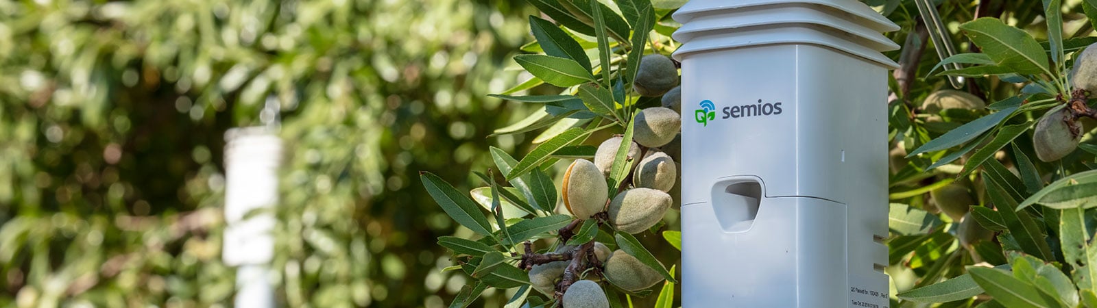 Semios pheromone dispenser in an almond orchard