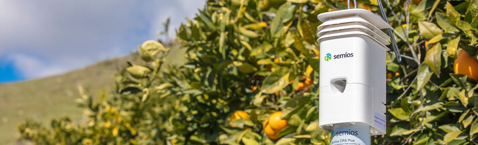 Semios pheromone dispenser hanging in a citrus orchard