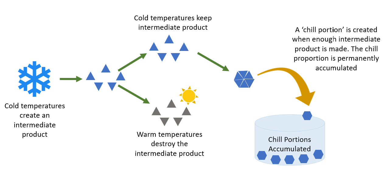 Dynamic chill model (chill portions)