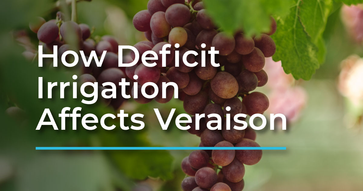 Regulated Deficit Irrigation Strategies For Managing Veraison in Table