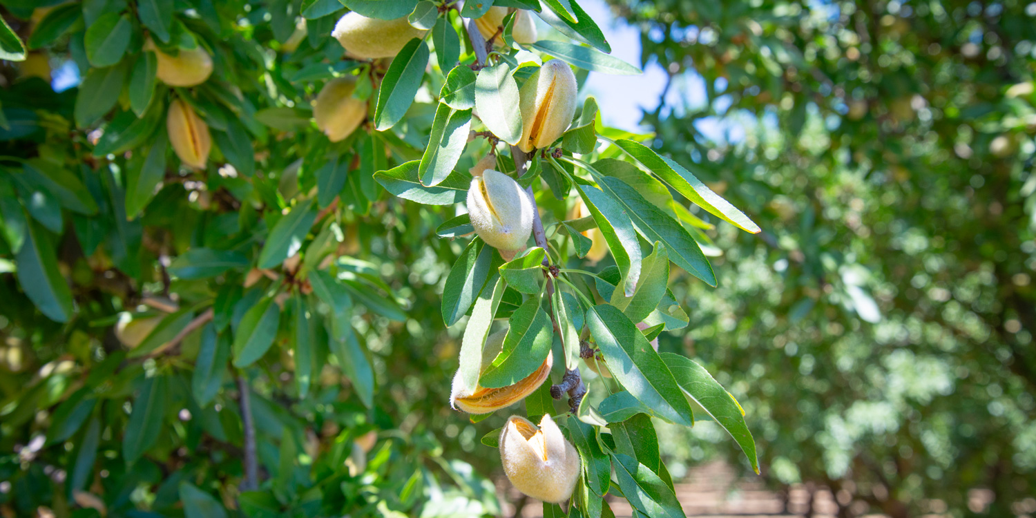 almond-hull-split